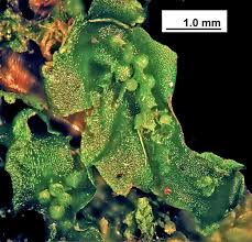 Attēlu rezultāti vaicājumam “Moerckia hibernica”