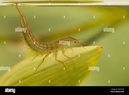 Attēlu rezultāti vaicājumam “Dytiscus sp. larva”