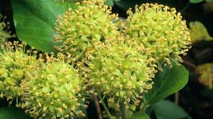 Attēlu rezultāti vaicājumam “Hedera helix  flower”