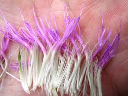 Attēlu rezultāti vaicājumam “Cirsium x rigens flower”