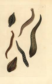 Attēlu rezultāti vaicājumam “Haemopis sanguisuga”