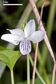 Attēlu rezultāti vaicājumam “Viola epipsila flower”