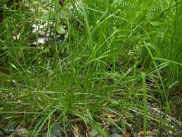 Attēlu rezultāti vaicājumam “Glyceria striata”