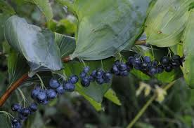 Attēlu rezultāti vaicājumam “Polygonatum multiflorum  fruit”