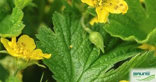 Attēlu rezultāti vaicājumam “Waldsteinia geoides”