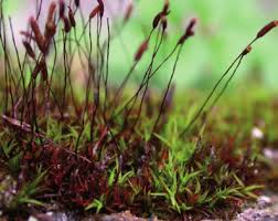 Attēlu rezultāti vaicājumam “Bryoerythrophyllum recurvirostrum sporophyte”