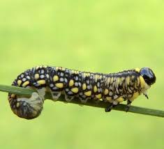 Attēlu rezultāti vaicājumam “Diprionidae”
