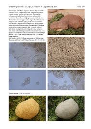 Attēlu rezultāti vaicājumam “Tubifera sp.”