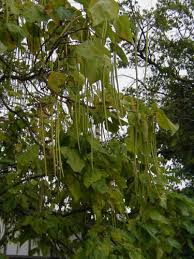 Attēlu rezultāti vaicājumam “Catalpa ovata fruit”