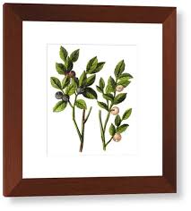 Attēlu rezultāti vaicājumam “Vaccinium myrtillus”