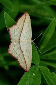 Attēlu rezultāti vaicājumam “Timandra comae”