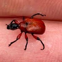 Attēlu rezultāti vaicājumam “Apoderus coryli”