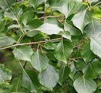 Attēlu rezultāti vaicājumam “Populus simonii”