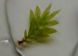 Attēlu rezultāti vaicājumam “Fissidens adianthoides”