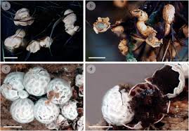 Attēlu rezultāti vaicājumam “Diderma chondrioderma spores”