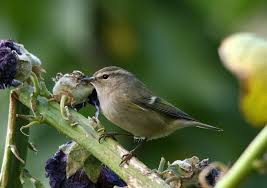 Image result for Phylloscopus humei