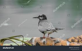 Attēlu rezultāti vaicājumam “Chlidonias niger”