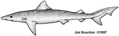 Image result for Galeorhinus galeus