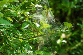 Attēlu rezultāti vaicājumam “Yponomeuta malinellus / cagnagella imago”