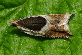 Attēlu rezultāti vaicājumam “Ancylis badiana”