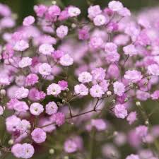Attēlu rezultāti vaicājumam “Gypsophila paniculata”