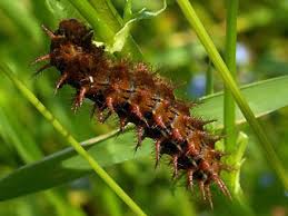 Attēlu rezultāti vaicājumam “Argynnis adippe underside”