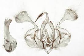 Attēlu rezultāti vaicājumam “Mythimna turca”