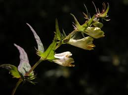 Attēlu rezultāti vaicājumam “Melampyrum pratense leaf”