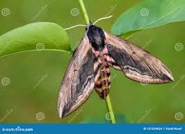 Attēlu rezultāti vaicājumam “Sphinx ligustri”