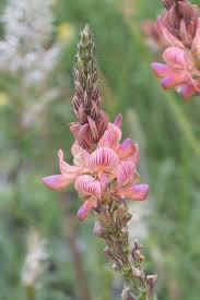 Attēlu rezultāti vaicājumam “Onobrychis arenaria fruit”