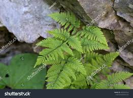 Attēlu rezultāti vaicājumam “Gymnocarpium robertianum”