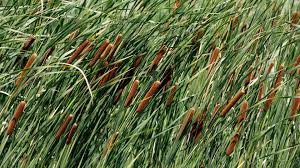 Image result for Rohrkolben