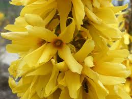 Attēlu rezultāti vaicājumam “Forsythia intermedia”