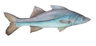 Image result for Centropomus undecimalis