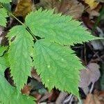 Attēlu rezultāti vaicājumam “Actaea spicata leaf”