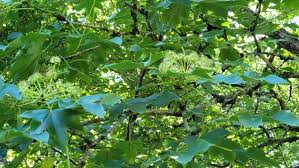 Attēlu rezultāti vaicājumam “Kalopanax septemlobus”