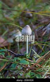 Attēlu rezultāti vaicājumam “Mycena filopes”