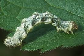 Attēlu rezultāti vaicājumam “Pelurga comitata”