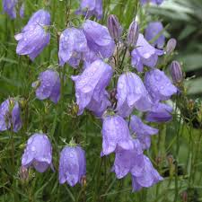 Attēlu rezultāti vaicājumam “Campanula rotundifolia”