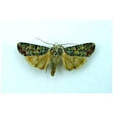 Attēlu rezultāti vaicājumam “Deltote bankiana”