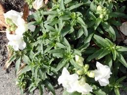 Attēlu rezultāti vaicājumam “Antirrhinum majus leaf”
