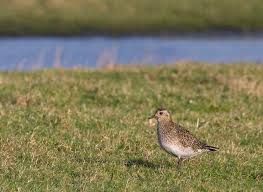 Attēlu rezultāti vaicājumam “Pluvialis apricaria adult”