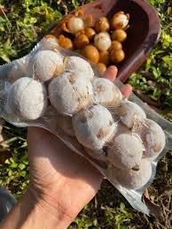 Image result for Lansongammon