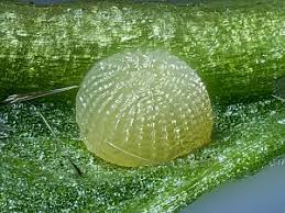 Attēlu rezultāti vaicājumam “Lithophane furcifera”