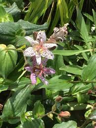 Image result for Tricyrtis `Black Beauty`