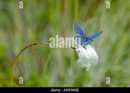 Attēlu rezultāti vaicājumam “Vacciniina optilete underside”