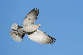 Attēlu rezultāti vaicājumam “Streptopelia decaocto adult”