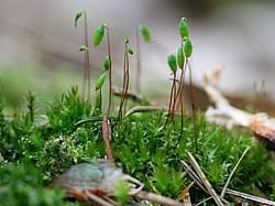 Attēlu rezultāti vaicājumam “Pohlia wahlenbergii sporophyte”