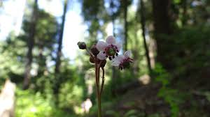 Attēlu rezultāti vaicājumam “Chimaphila umbellata”