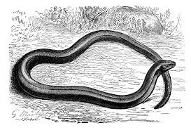 Attēlu rezultāti vaicājumam “Anguis fragilis”